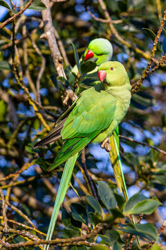 Ring Necked Parakeets sat in tree, London
