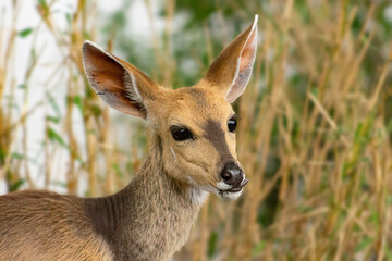 A small, cute, grazing bushbuck in the Kruger National Park, South Africa