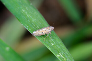 Hardya tenuis leafhopper from the family Cicadellidae on a leaf.