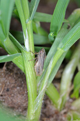 Philaenus spumarius, the meadow froghopper or meadow spittlebug from the family Aphrophoridae on cereal.