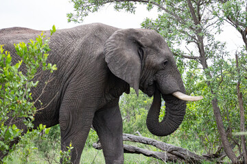 Elephant eating. Elephant with trunk in its mouth. Kruger National Park, South Africa