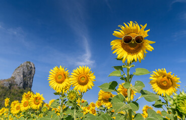 Cute sunflower wear sunglasses and smile with blue sky