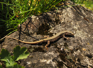 Common wall lizard sunbating on a rock, photographed in Bulgaria. 
