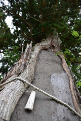 御神木（日本の神社）