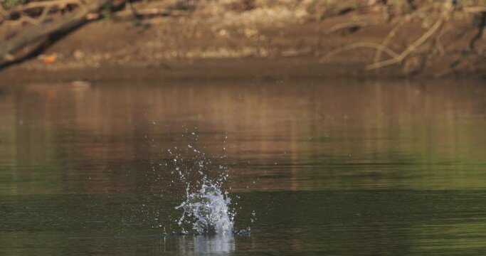 The common tern on a hunt from the Drava River