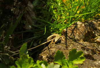  European wall lizard sneaking under a rock.