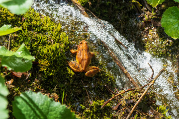 Ein brauner Laubfrosch am Wasser