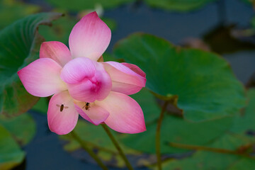 pink lotus flower and bees