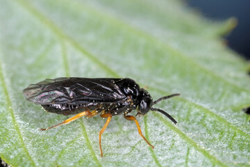 Pear and cherry slugs (Caliroa cerasi) is a f sawfly of the family Tenthredinidae. It is important...