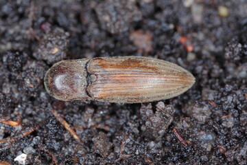 Agriotes lineatus is a species of beetle from the family of Elateridae. It is commonly known as the lined click beetle
