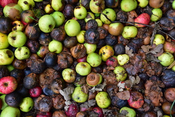 Rotten apples as discarded garbage lie on the ground in the city along the road