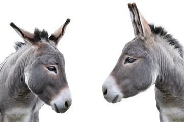 Zelfklevend Fotobehang two donkey portrait isolated on white background © fotomaster