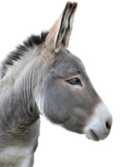 donkey portrait isolated on white background