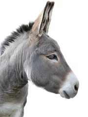 Keuken foto achterwand donkey portrait isolated on white background © fotomaster