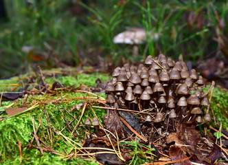 Many dangerous inedible mushrooms grow on a tree stump in a forest. Poisonous mushrooms, hazardous to health.
