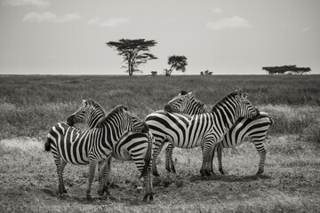 Fototapeta na wymiar Steppenzebra Gruppe in der Serengeti