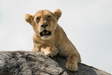 Löwin in der Serengeti