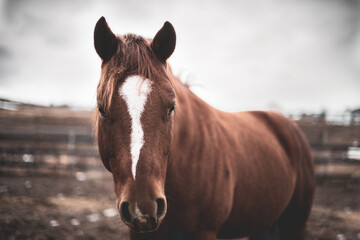 Cute young quarter horse equine standing outside in winter, curious and happy
