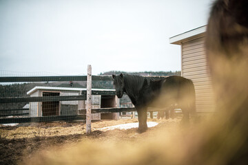 Small black canadian horse standing outside in winter paddock