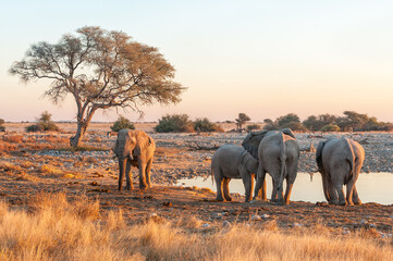 Fototapeta na wymiar African elephants at the Okaukeujo waterhole