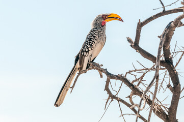 Southern Yellow-billed Hornbill on a branch in northern Namibia