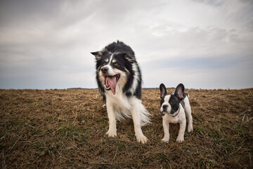 French bulldog and border collie in the field. They are crazy dogs.
