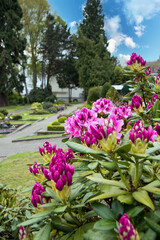 schöner Rhododendron auf dem Grab