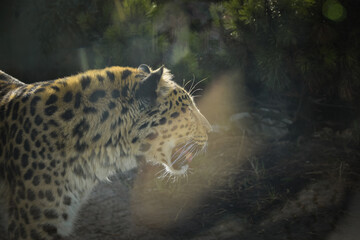 an African leopard roar on something in a zoo. He is nervous. 