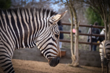 Fototapeta na wymiar A zebra in Safari Zoo in usti. Beautiful kind of zebra. 