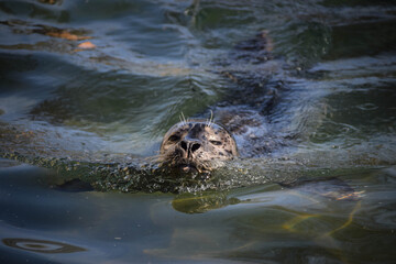 Seal is swimming in his own swimming pool in zoo. This is his habitat. 
