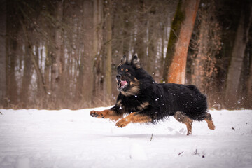 Bohemian Shepherd Dog is running in snow. Winter photo from czech castle Konopiste. I love dogs on snow.