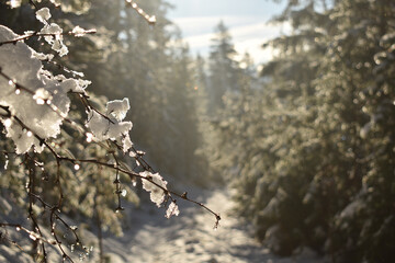 Snow melting in spring sun in forest, snowy trees with intense light
