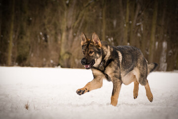 German Shepherd Dog is running in snow. he is so happy outside. Dogs in snow is nice view