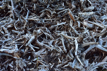 Pile of wood roots. Root from tree from peat bogs. Roots from trees after draining a swamp for peat...