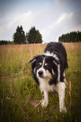 Portrait of border collie on the road in czech mountain Krkonose. He is so funny