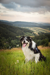 border collie is sitting in the field in the nature, in mountain in czech republic. She is very happy.