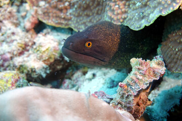 Moray eel