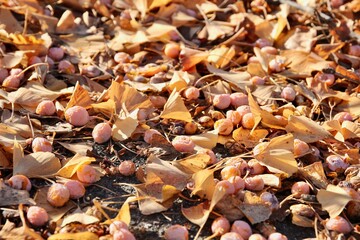 地面に落ちているギンナン