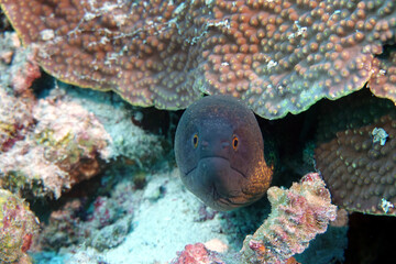 Moray eel
