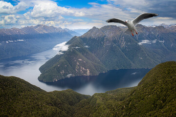 New zealand fjords view from the top of the mountain with seagull in the view