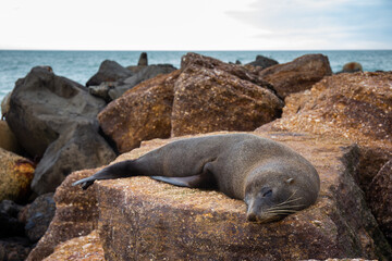 Naklejka premium New Zealand fur seal laying on a rock on the beach