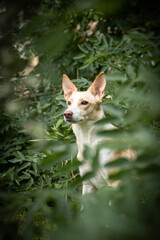 White dog is sitting in bush in city center in Prague.