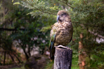 Adult Kea bird standing on a log in the forrest