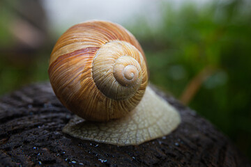 Snail house shallow focus