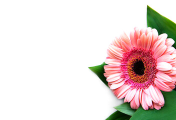 Bright gerbera flowers on a white background