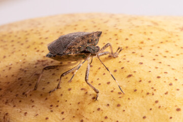 Macro bug on a yellow pear Picromerus bidens.