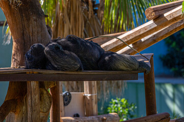 Il Riposo del Gorilla © powerpit