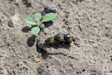 Margined Vine chafer (latin name: Anomala dubia) on the soil. Young beetles after emerging from the...