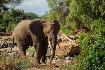 Afrikanischer Elefant Steppenelefant ( Loxodonta africana )