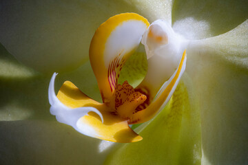 Orchidea
